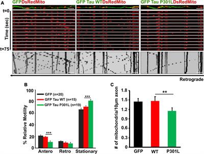 Decreased anterograde transport coupled with sustained retrograde transport contributes to reduced axonal mitochondrial density in tauopathy neurons